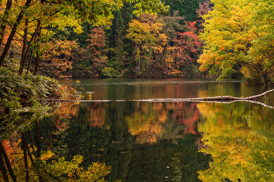 「217」の画像 - 635 件の Stock 写真、ベクターおよびビデオ | Adobe Stock