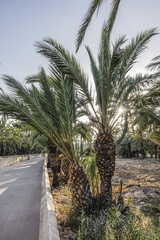 Spain city of Elche (Elx) is famous for the palm tree forests. Palmeral of Elche (or Palm Grove of Elche, about 70,000 palms) - the most southern palm grove in Europe. Elche, Spain.