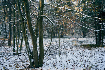 zimowe drzewa i gałęzie © Marcin Łazarczyk