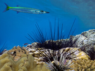 Photo of a coral colony, Red Sea, Egypt