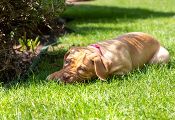 Mabel, an 8 week old Dogue de Bordeaux (French Mastiff) bitch, with the less common fawn isabella colouring, runs around investigating her new garden.
