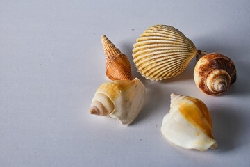 Shells for background