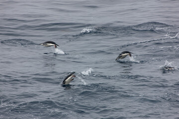 Naklejka premium South Orkney chinstrap penguins in water on a cloudy winter day