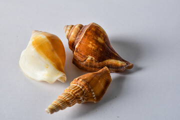 Shells for background