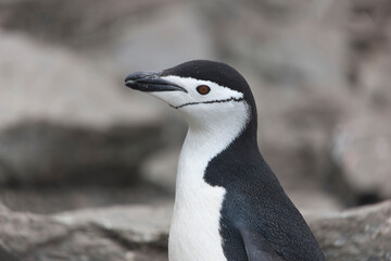 South Orkney Islands chinstrap penguin close up on a cloudy winter day