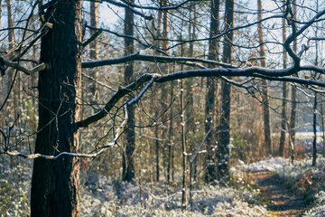 zimowe drzewa i gałęzie © Marcin Łazarczyk