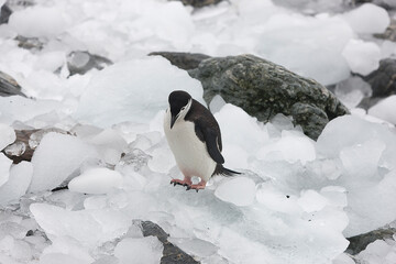 South Orkney Islands chinstrap penguin close up on a cloudy winter day