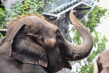 Thai elephants are raising their trunk.