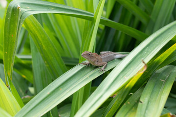 Obraz premium Chameleon on fresh green leaves