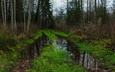 water leaked natural forest road