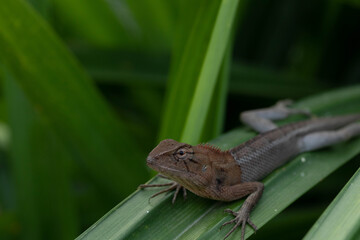 Chameleon on fresh green leaves