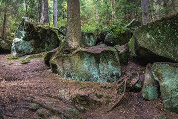Forest in Teplice Rocks, part of Adrspach-Teplice landscape park in Broumov Highlands region of Czech Republic