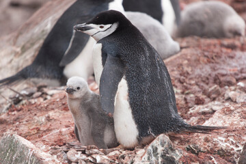 South Orkney Islands chinstrap penguin close up on a cloudy winter day