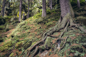 Forest in Teplice Rocks, part of Adrspach-Teplice landscape park in Broumov Highlands region of Czech Republic