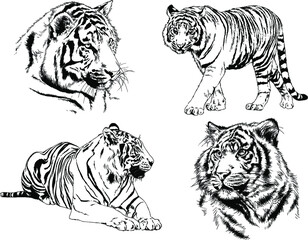 set of vector drawings on the theme of predators tigers are drawn by hand with ink tattoo logos