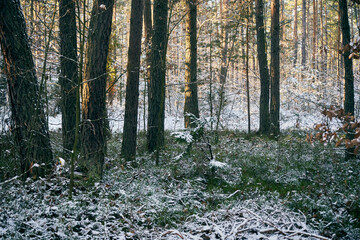 zimowe drzewa i gałęzie © Marcin Łazarczyk