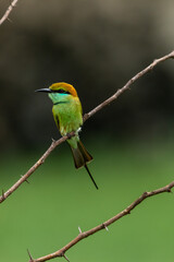 Green bee eater_Merops orientalis