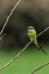 Green bee eater_Merops orientalis