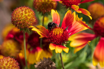 View of gaillardia blanket flowers with bumblebee on the summer meadow