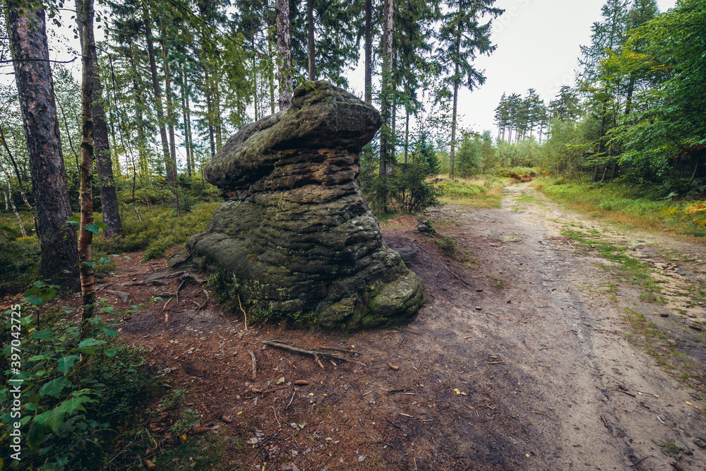 Canvas Prints Forest path in Broumov Walls mountain range in Czech Republic