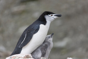 South Orkney chinstrap penguin with cub close-up on a cloudy winter day