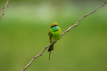 Green bee eater_Merops orientalis