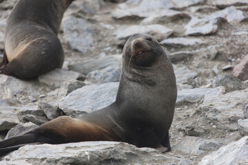 South Orkney Islands sea lion close up on a cloudy winter day