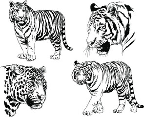 set of vector drawings on the theme of predators tigers are drawn by hand with ink tattoo logos