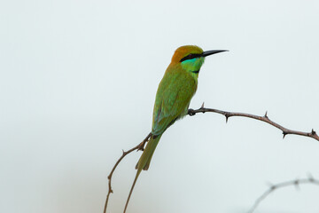 Green bee eater_Merops orientalis