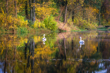 Atumnal pond in Brochow village, Masovia region of Poland