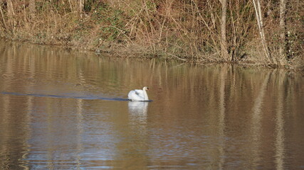 Naklejka na ściany i meble swan on the lake