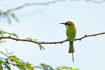 Green bee eater_Merops orientalis
