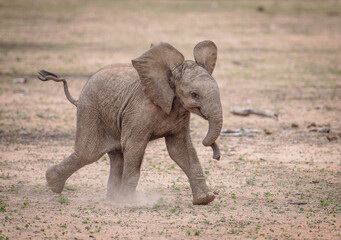 african baby elephant walking happy through the savannah © babscat