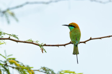 Green bee eater_Merops orientalis