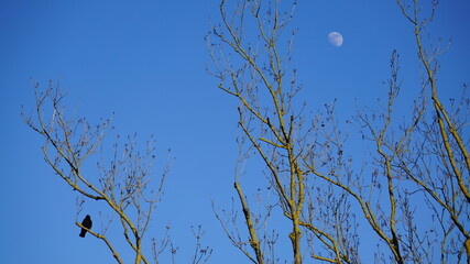 moon and tree