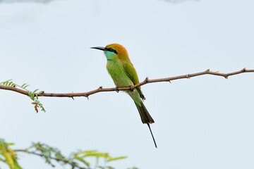 Green bee eater_Merops orientalis