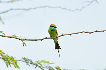 Green bee eater_Merops orientalis