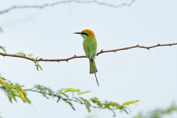 Green bee eater_Merops orientalis