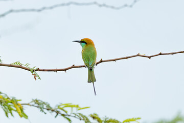 Green bee eater_Merops orientalis