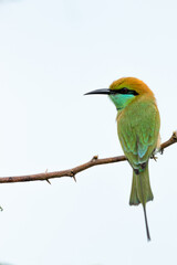 Green bee eater_Merops orientalis