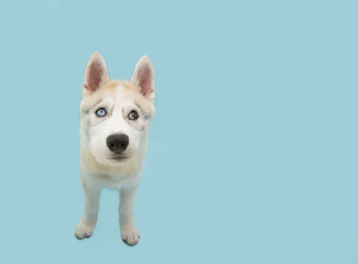 Banner funny husky puppy dog looking waysides. Isolated on blue background.