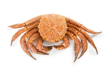 fresh cooked crab quadrangular hairy or red crab isolated on white background