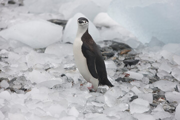 South Orkney Islands chinstrap penguin close up on a cloudy winter day