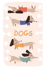 Greeting card with cute Dachshunds with gift of flying in a hot air balloon. Birthday poster with a funny little dogs. Vector illustration in a trendy flat style