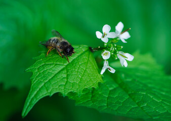 spring background. little bee sits on a green sheet. green leaves and small white forest flowers. bee on a leaf