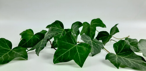 Duże, zielone liście bluszczu na jasnym tle/ © Krzysztof Głowacki