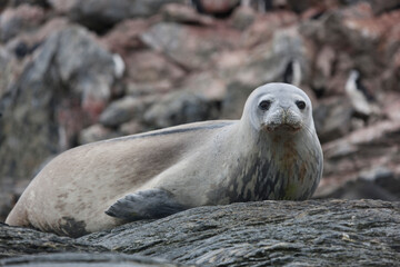 South Orkney crab seal close up on a cloudy winter day