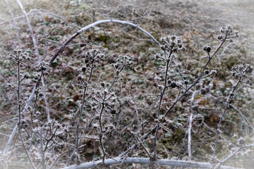 The first frosts on the fruit bushes of black raspberries