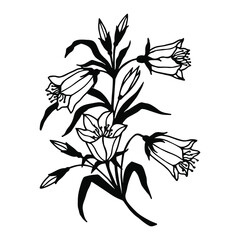 Flowers bells. Vector stock illustration eps10. Hand drawing. Outline.