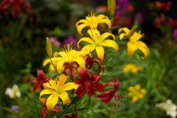 yellow and red lilies close up in the garden